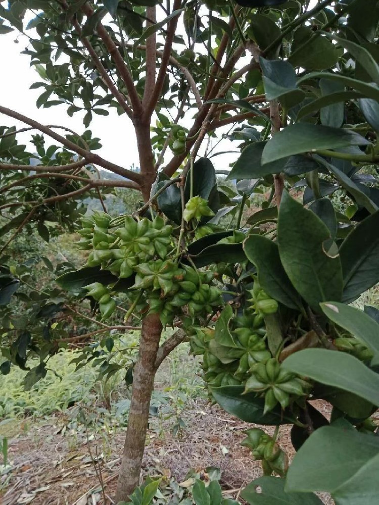大香（八角）香料种植基地