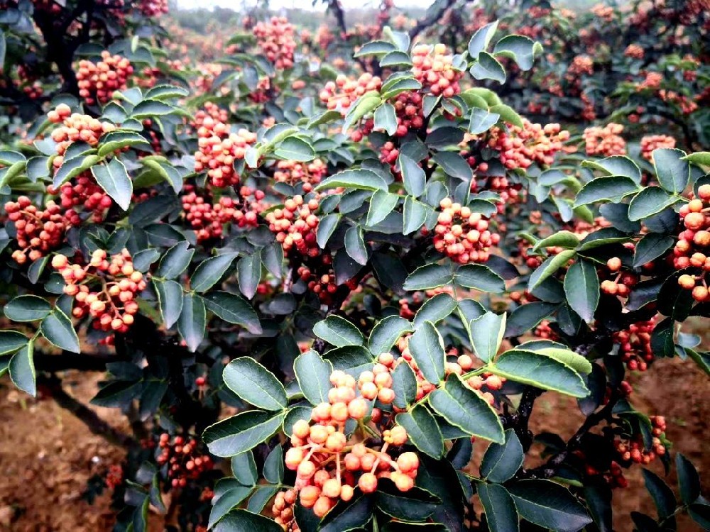 成都汉源花椒批发-花椒基地